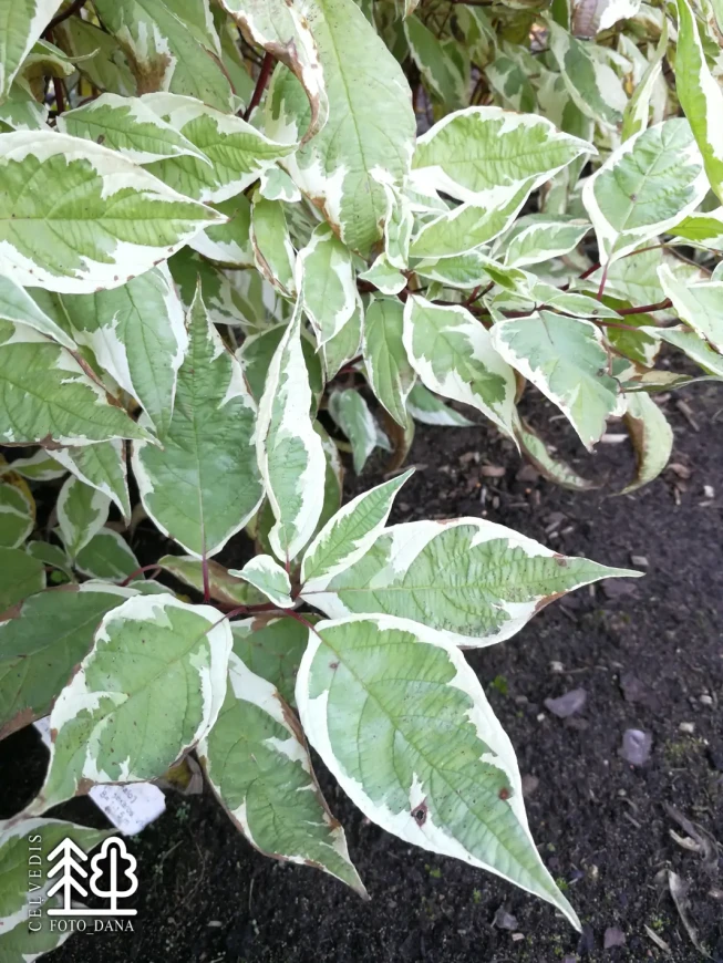 Cornus alba    'Bailhalo'